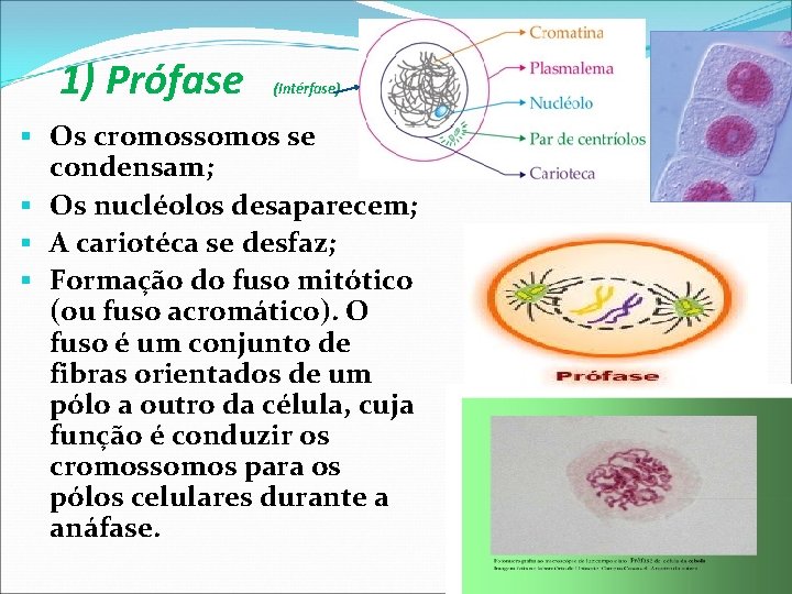 1) Prófase (Intérfase) Os cromossomos se condensam; Os nucléolos desaparecem; A cariotéca se desfaz;
