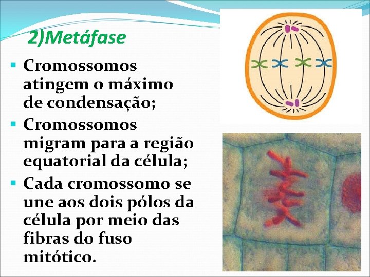 2)Metáfase Cromossomos atingem o máximo de condensação; Cromossomos migram para a região equatorial da