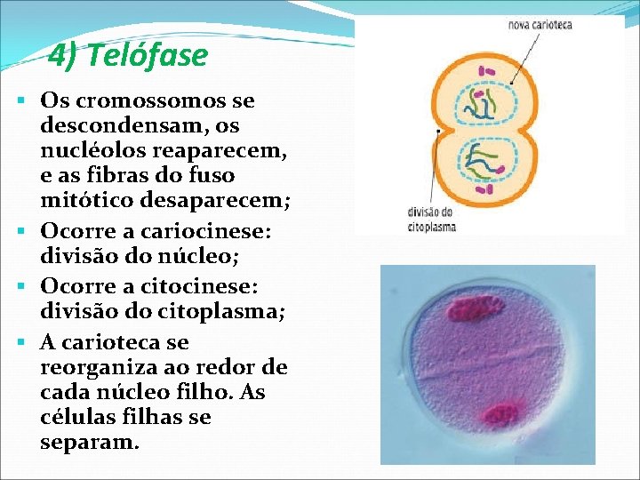 4) Telófase Os cromossomos se descondensam, os nucléolos reaparecem, e as fibras do fuso