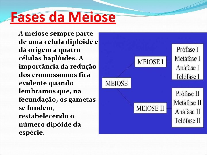 Fases da Meiose A meiose sempre parte de uma célula diplóide e dá origem
