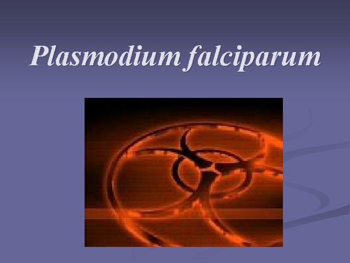 Plasmodium falciparum Plasmodium falciparum