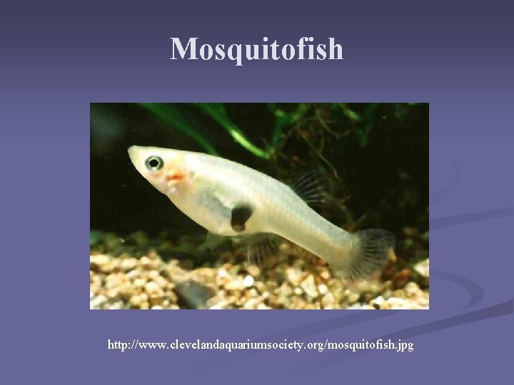 Mosquitofish http: //www. clevelandaquariumsociety. org/mosquitofish. jpg Mosquitofish http: //www. clevelandaquariumsociety. org/mosquitofish. jpg