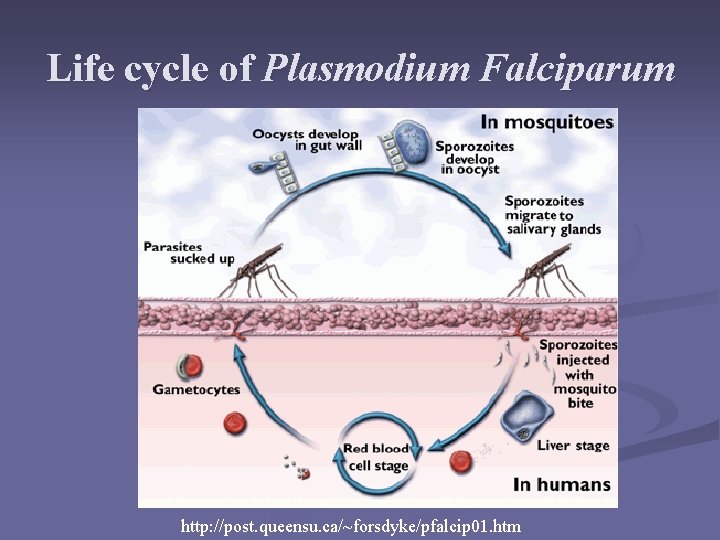 Life cycle of Plasmodium Falciparum http: //post. queensu. ca/~forsdyke/pfalcip 01. htm Life cycle of Plasmodium Falciparum http: //post. queensu. ca/~forsdyke/pfalcip 01. htm