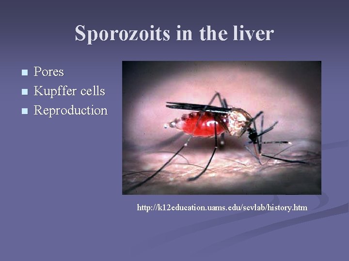 Sporozoits in the liver n n n Pores Kupffer cells Reproduction http: //k 12 Sporozoits in the liver n n n Pores Kupffer cells Reproduction http: //k 12