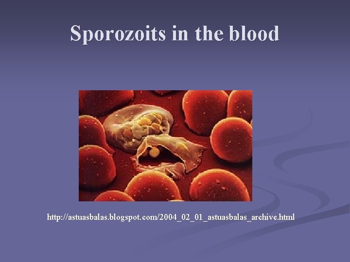 Sporozoits in the blood http: //astuasbalas. blogspot. com/2004_02_01_astuasbalas_archive. html Sporozoits in the blood http: //astuasbalas. blogspot. com/2004_02_01_astuasbalas_archive. html