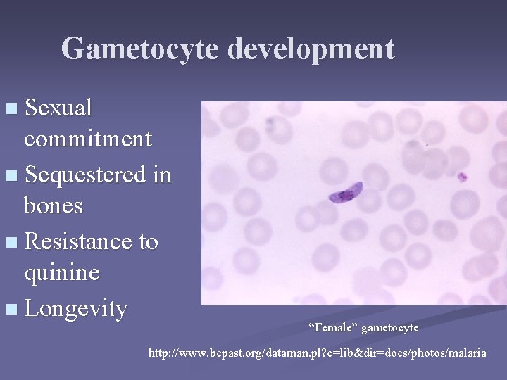 Gametocyte development n Sexual commitment n Sequestered in bones n Resistance to quinine n Gametocyte development n Sexual commitment n Sequestered in bones n Resistance to quinine n