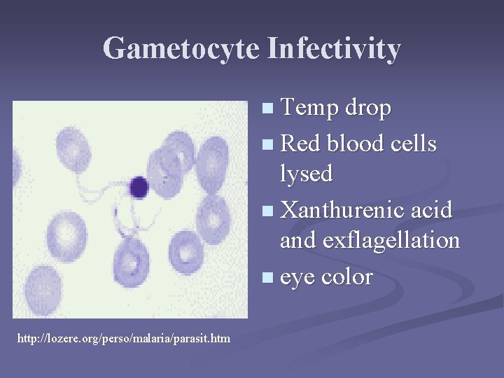 Gametocyte Infectivity n Temp drop n Red blood cells lysed n Xanthurenic acid and Gametocyte Infectivity n Temp drop n Red blood cells lysed n Xanthurenic acid and