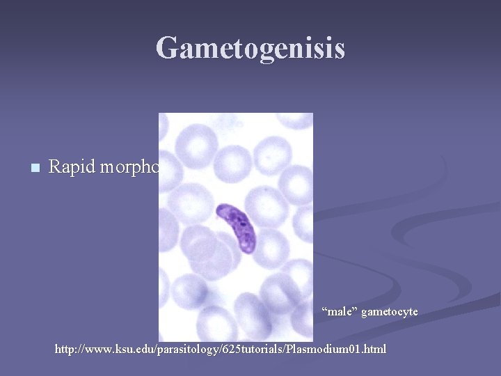 Gametogenisis n Rapid morphological changes “male” gametocyte http: //www. ksu. edu/parasitology/625 tutorials/Plasmodium 01. html Gametogenisis n Rapid morphological changes “male” gametocyte http: //www. ksu. edu/parasitology/625 tutorials/Plasmodium 01. html