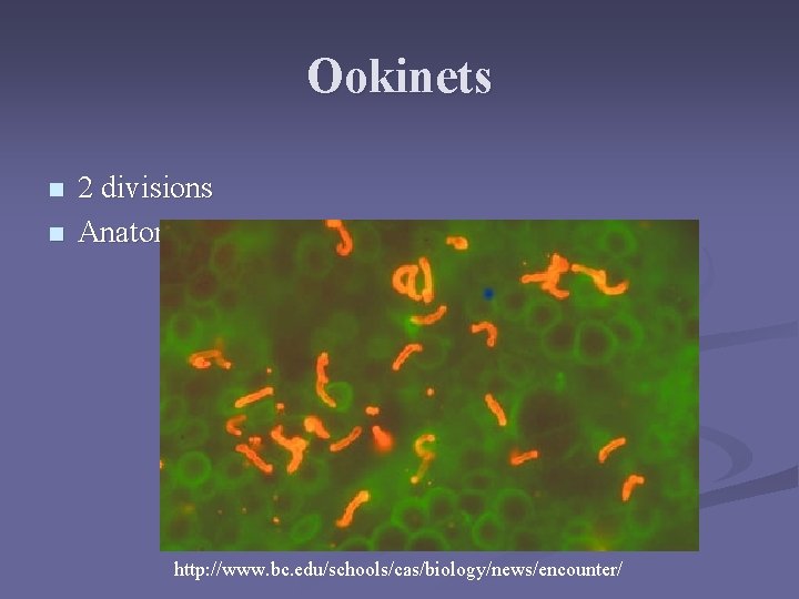 Ookinets n n 2 divisions Anatomy of a mosquito midgut http: //www. bc. edu/schools/cas/biology/news/encounter/ Ookinets n n 2 divisions Anatomy of a mosquito midgut http: //www. bc. edu/schools/cas/biology/news/encounter/