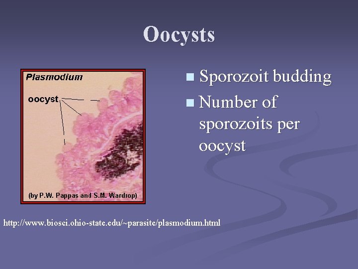 Oocysts n Sporozoit budding n Number of sporozoits per oocyst http: //www. biosci. ohio-state. Oocysts n Sporozoit budding n Number of sporozoits per oocyst http: //www. biosci. ohio-state.