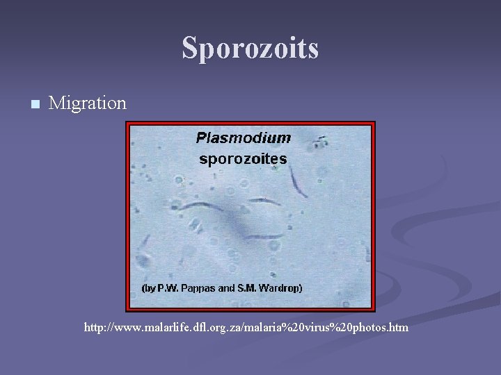 Sporozoits n Migration http: //www. malarlife. dfl. org. za/malaria%20 virus%20 photos. htm Sporozoits n Migration http: //www. malarlife. dfl. org. za/malaria%20 virus%20 photos. htm