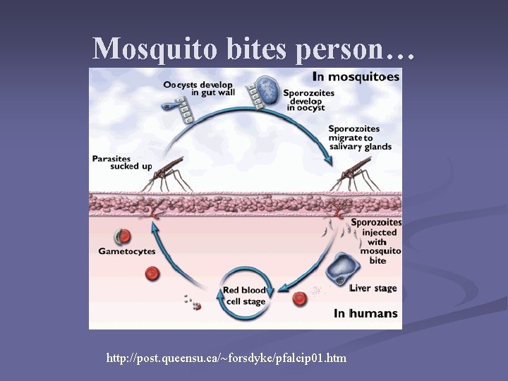 Mosquito bites person… http: //post. queensu. ca/~forsdyke/pfalcip 01. htm Mosquito bites person… http: //post. queensu. ca/~forsdyke/pfalcip 01. htm