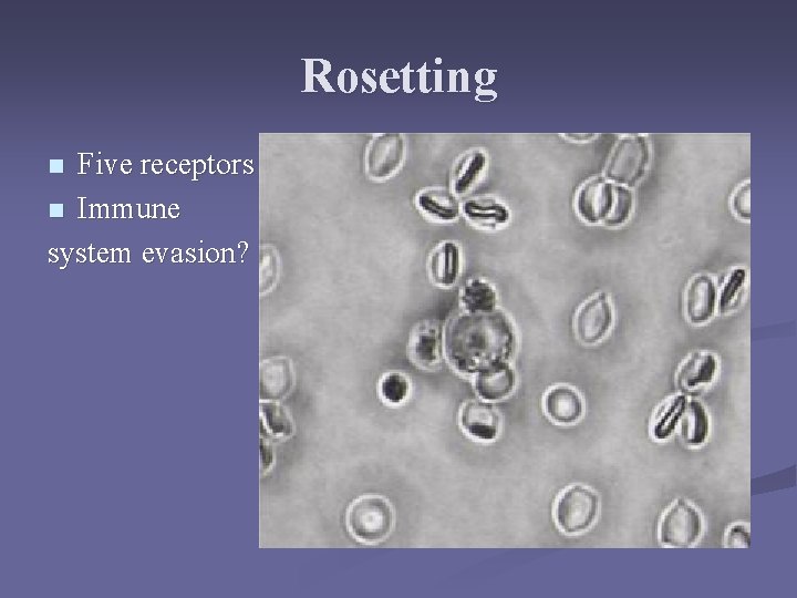 Rosetting Five receptors n Immune system evasion? n Rosetting Five receptors n Immune system evasion? n