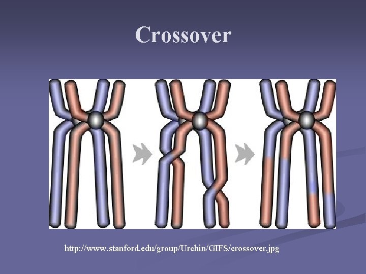 Crossover http: //www. stanford. edu/group/Urchin/GIFS/crossover. jpg Crossover http: //www. stanford. edu/group/Urchin/GIFS/crossover. jpg