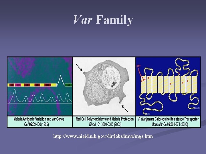 Var Family http: //www. niaid. nih. gov/dir/labs/lmvr/mgs. htm Var Family http: //www. niaid. nih. gov/dir/labs/lmvr/mgs. htm