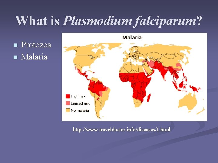 What is Plasmodium falciparum? n n Protozoa Malaria http: //www. traveldoctor. info/diseases/1. html What is Plasmodium falciparum? n n Protozoa Malaria http: //www. traveldoctor. info/diseases/1. html