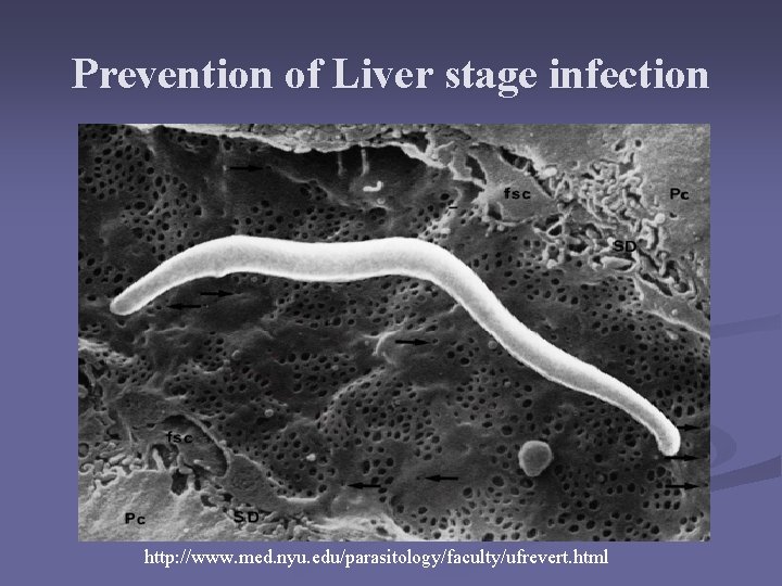 Prevention of Liver stage infection http: //www. med. nyu. edu/parasitology/faculty/ufrevert. html Prevention of Liver stage infection http: //www. med. nyu. edu/parasitology/faculty/ufrevert. html