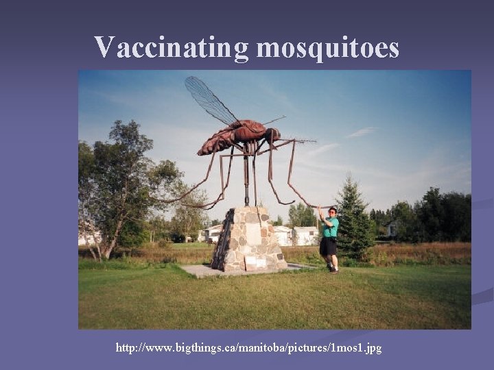 Vaccinating mosquitoes http: //www. bigthings. ca/manitoba/pictures/1 mos 1. jpg Vaccinating mosquitoes http: //www. bigthings. ca/manitoba/pictures/1 mos 1. jpg