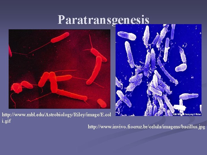 Paratransgenesis http: //www. mbl. edu/Astrobiology/Riley/image/E. col i. gif http: //www. invivo. fiocruz. br/celula/imagens/bacillus. jpg Paratransgenesis http: //www. mbl. edu/Astrobiology/Riley/image/E. col i. gif http: //www. invivo. fiocruz. br/celula/imagens/bacillus. jpg