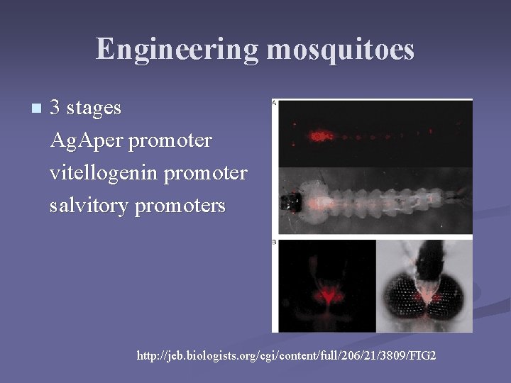 Engineering mosquitoes n 3 stages Ag. Aper promoter vitellogenin promoter salvitory promoters http: //jeb. Engineering mosquitoes n 3 stages Ag. Aper promoter vitellogenin promoter salvitory promoters http: //jeb.