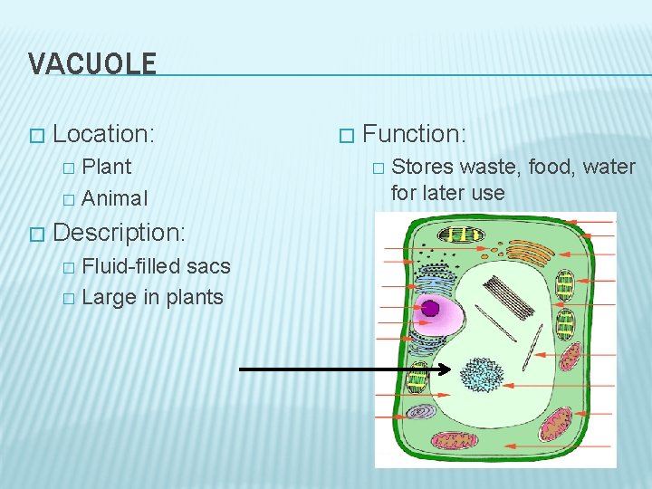 VACUOLE � Location: Plant � Animal � � Description: Fluid-filled sacs � Large in