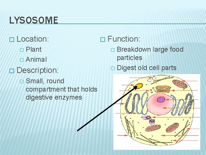 LYSOSOME � Location: Plant � Animal � � Description: � Small, round compartment that