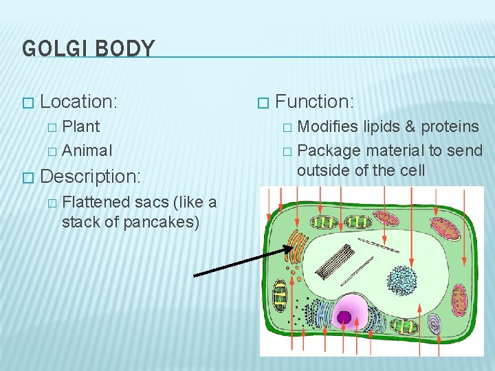 GOLGI BODY � Location: Plant � Animal � � Description: � Flattened sacs (like