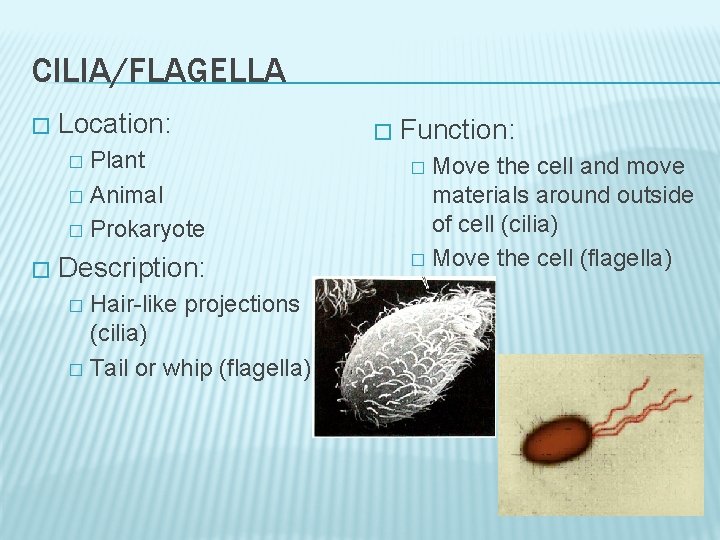 CILIA/FLAGELLA � Location: Plant � Animal � Prokaryote � � Description: Hair-like projections (cilia)