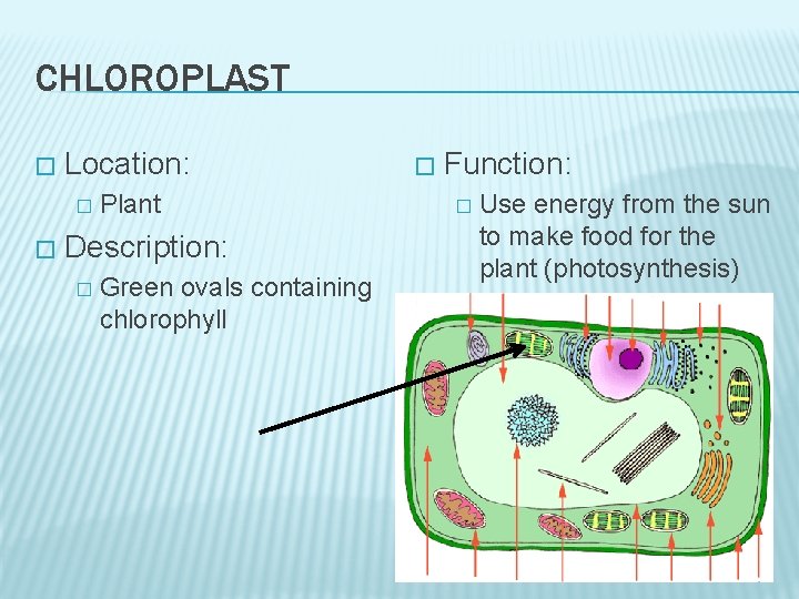 CHLOROPLAST � Location: � � Plant Description: � Green ovals containing chlorophyll � Function: