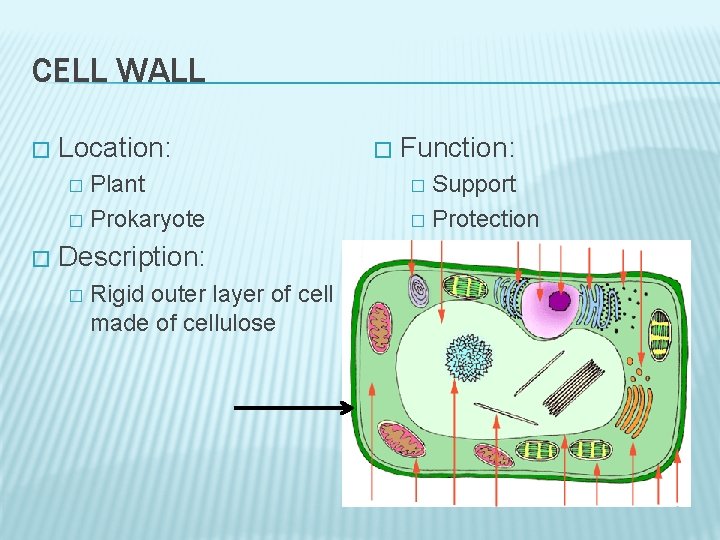 CELL WALL � Location: Plant � Prokaryote � � Description: � Rigid outer layer