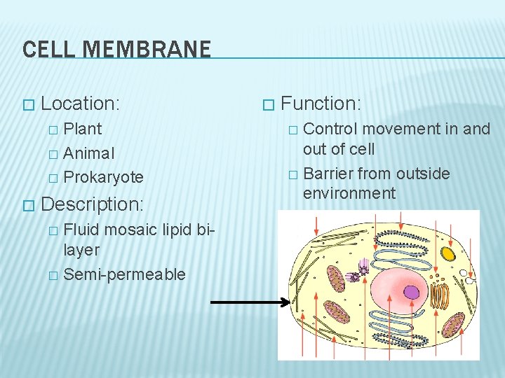 CELL MEMBRANE � Location: Plant � Animal � Prokaryote � � Description: Fluid mosaic