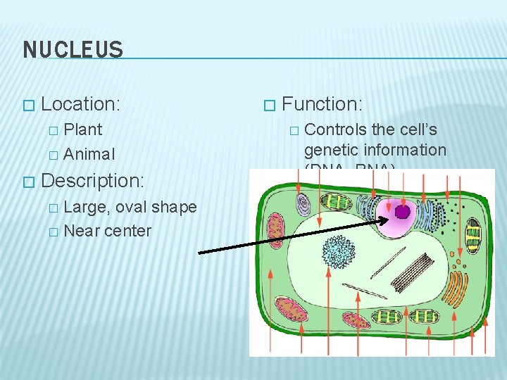 NUCLEUS � Location: Plant � Animal � � Description: Large, oval shape � Near