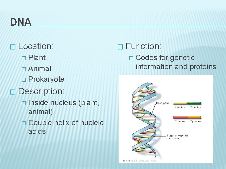 DNA � Location: Plant � Animal � Prokaryote � � Description: Inside nucleus (plant,