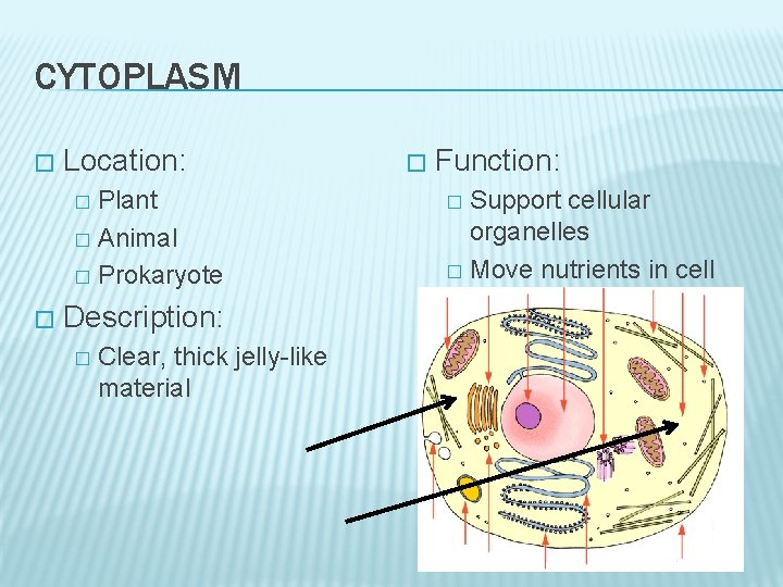 CYTOPLASM � Location: Plant � Animal � Prokaryote � � Description: � Clear, thick