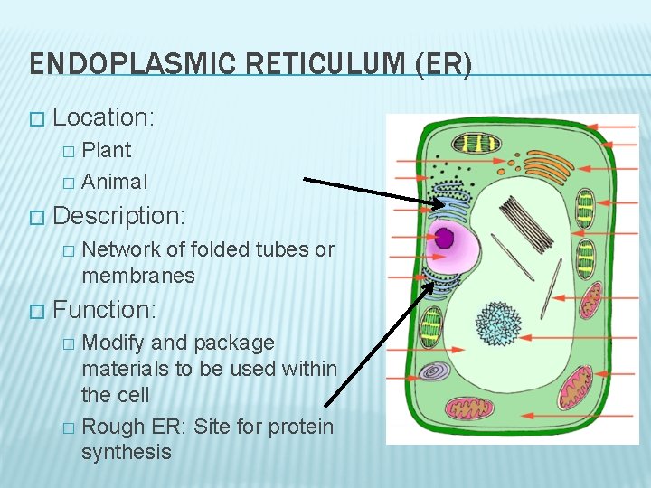 ENDOPLASMIC RETICULUM (ER) � Location: Plant � Animal � � Description: � � Network