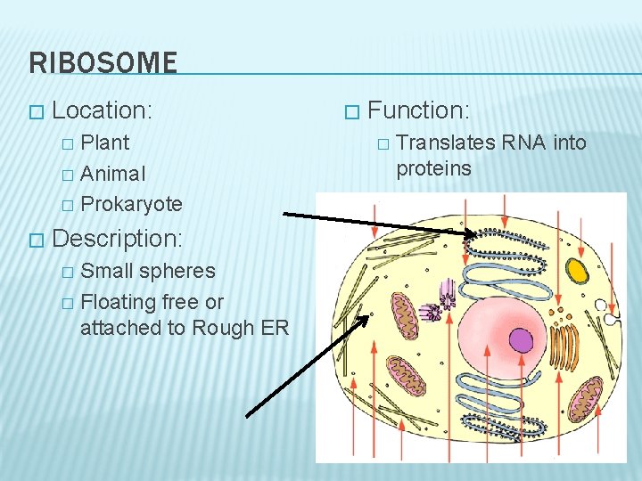 RIBOSOME � Location: Plant � Animal � Prokaryote � � Description: Small spheres �