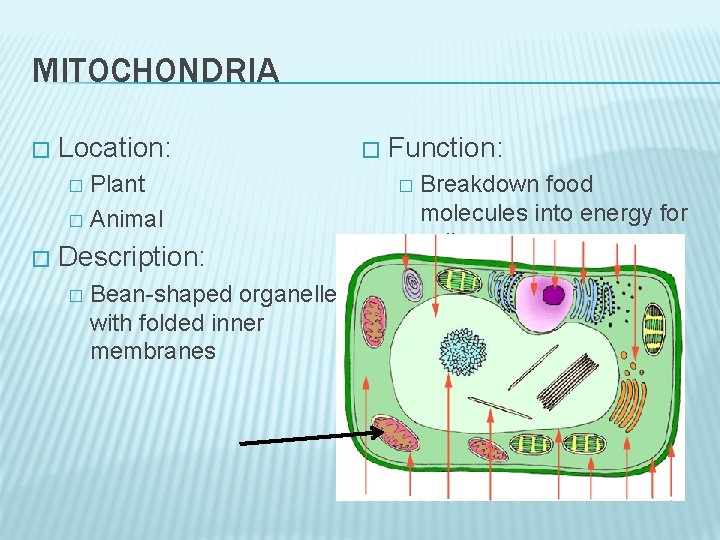 MITOCHONDRIA � Location: Plant � Animal � � Description: � Bean-shaped organelle with folded