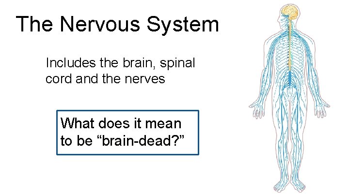 The Nervous System Includes the brain, spinal cord and the nerves What does it