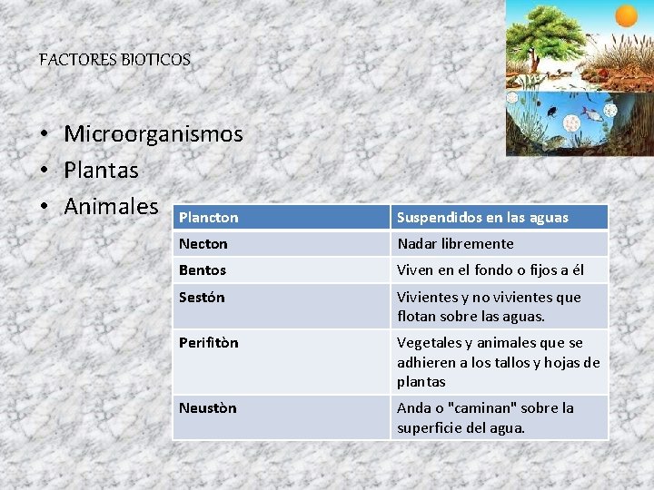 FACTORES BIOTICOS • Microorganismos • Plantas • Animales Plancton Suspendidos en las aguas Necton