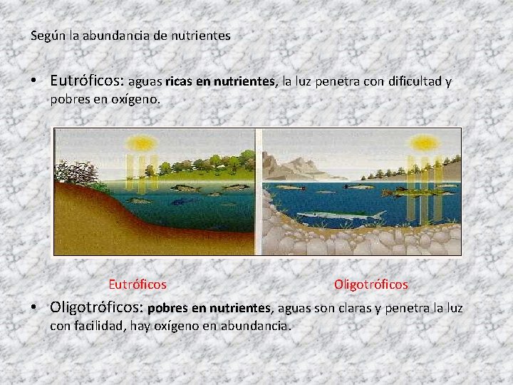 Según la abundancia de nutrientes • Eutróficos: aguas ricas en nutrientes, la luz penetra