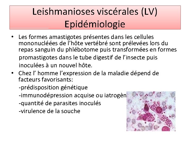 Leishmanioses viscérales (LV) Epidémiologie • Les formes amastigotes présentes dans les cellules mononucléées de