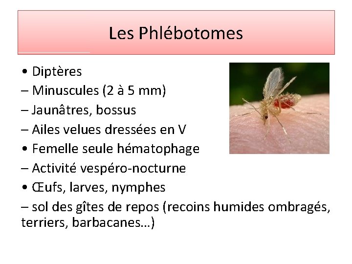 Les Phlébotomes • Diptères – Minuscules (2 à 5 mm) – Jaunâtres, bossus –
