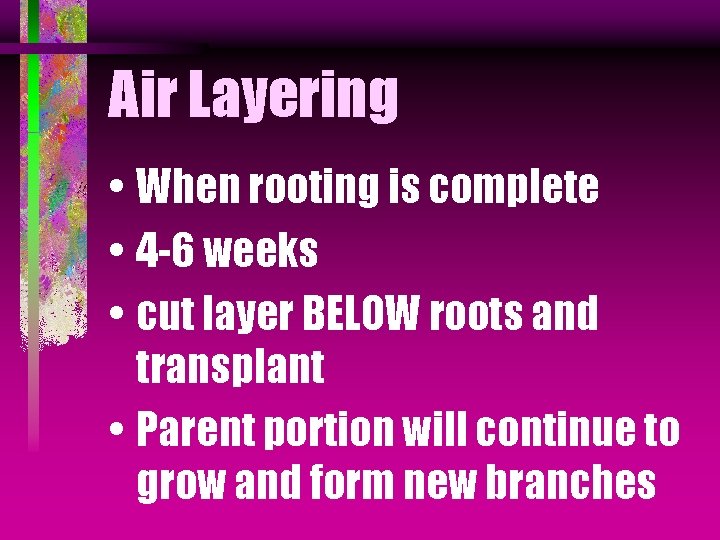 Air Layering • When rooting is complete • 4 -6 weeks • cut layer