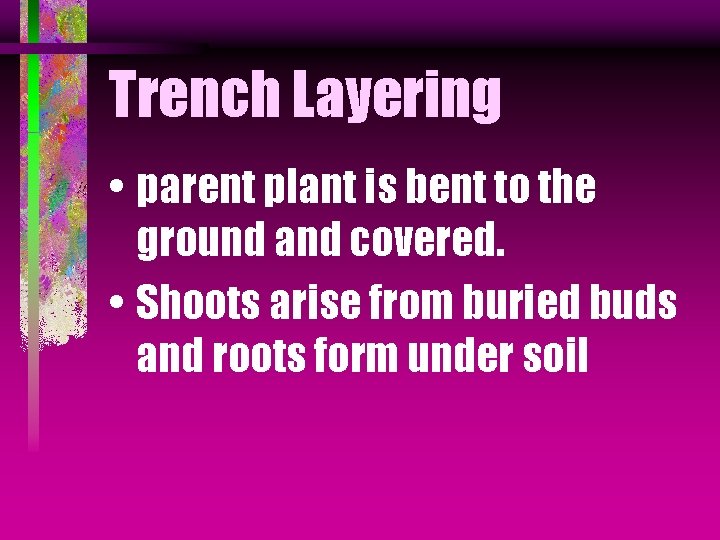 Trench Layering • parent plant is bent to the ground and covered. • Shoots