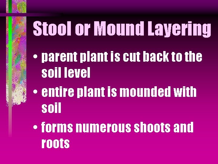 Stool or Mound Layering • parent plant is cut back to the soil level