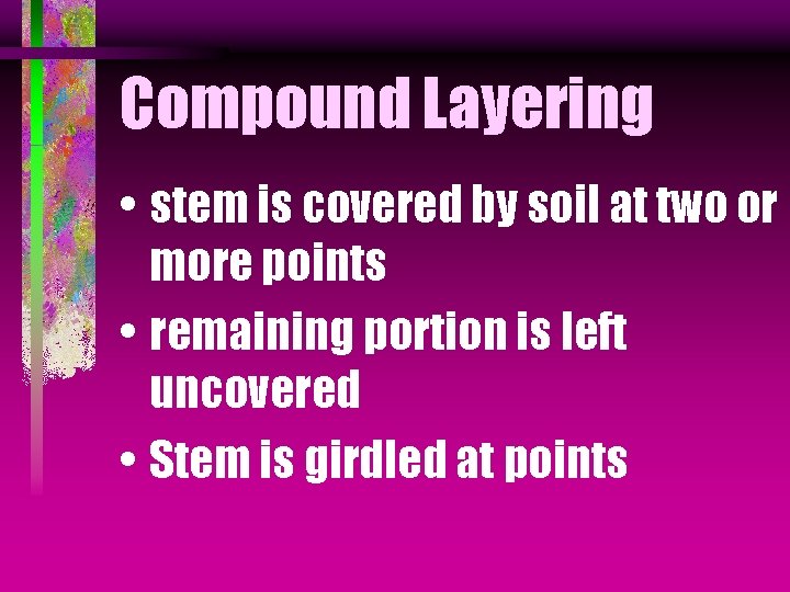 Compound Layering • stem is covered by soil at two or more points •