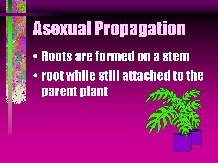 Asexual Propagation • Roots are formed on a stem • root while still attached