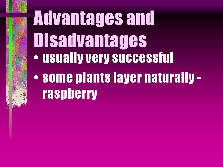 Advantages and Disadvantages • usually very successful • some plants layer naturally raspberry 