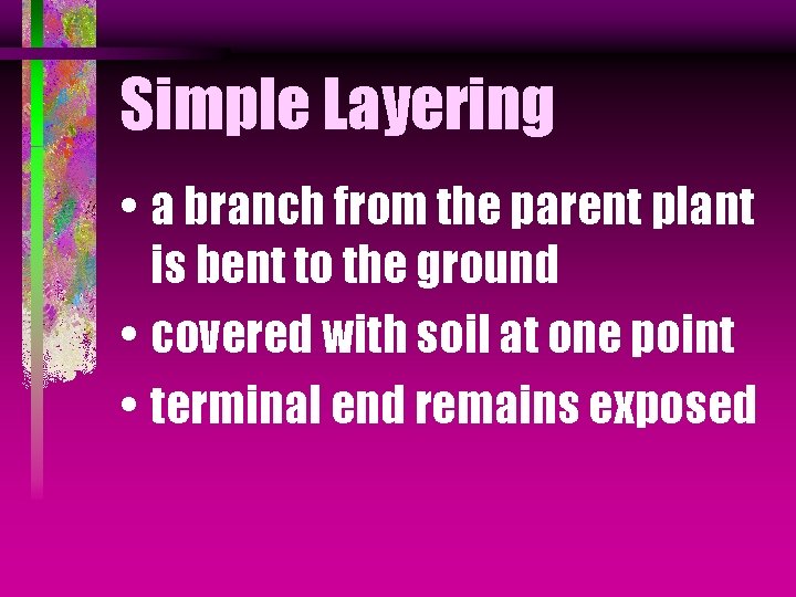 Simple Layering • a branch from the parent plant is bent to the ground