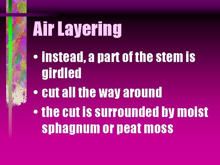 Air Layering • instead, a part of the stem is girdled • cut all